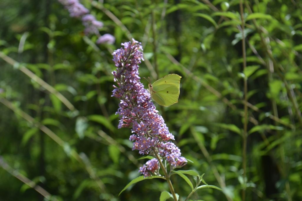 Gonepteryx  rhamni?